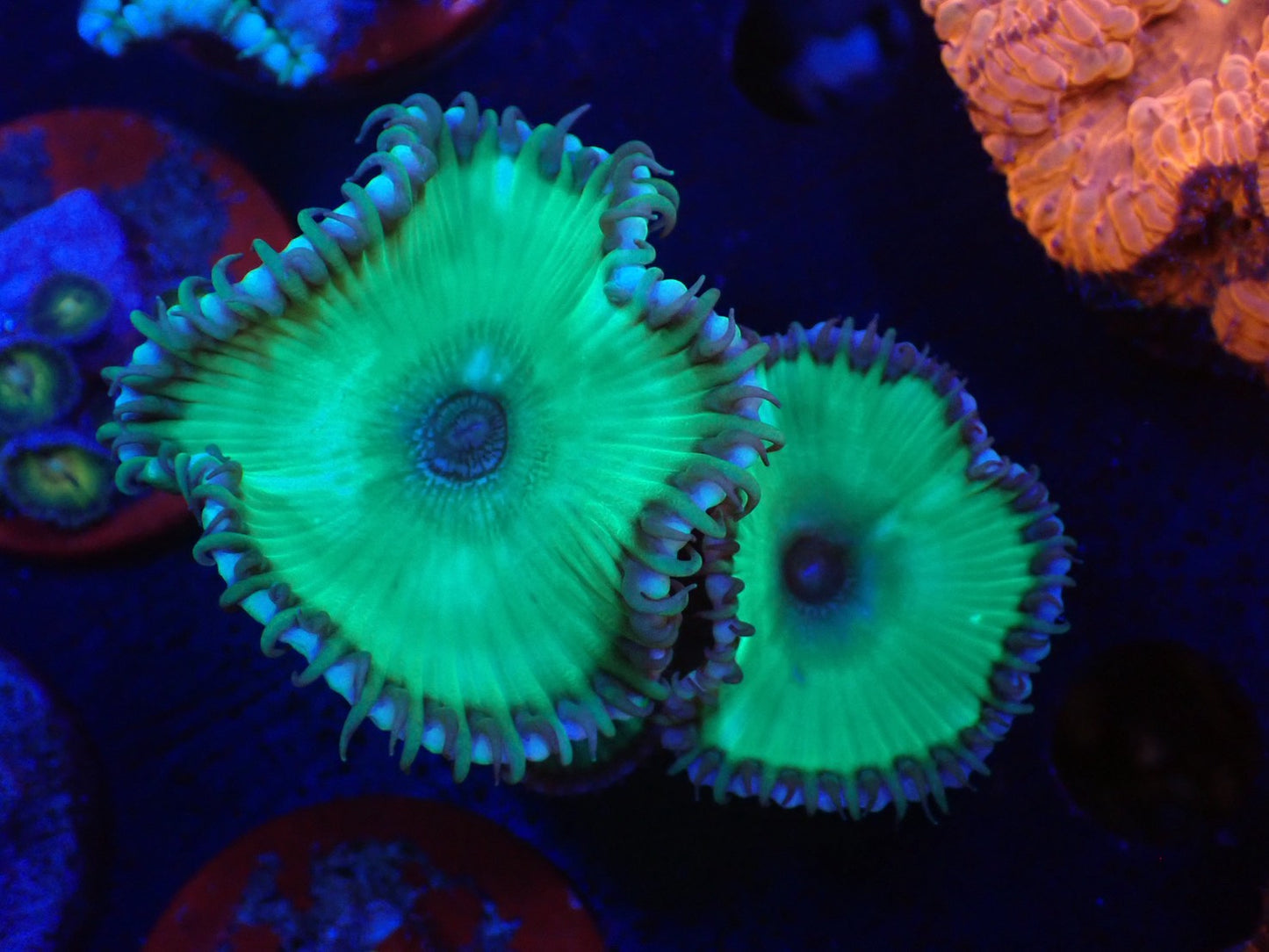 サンゾアシッド2ポリプ