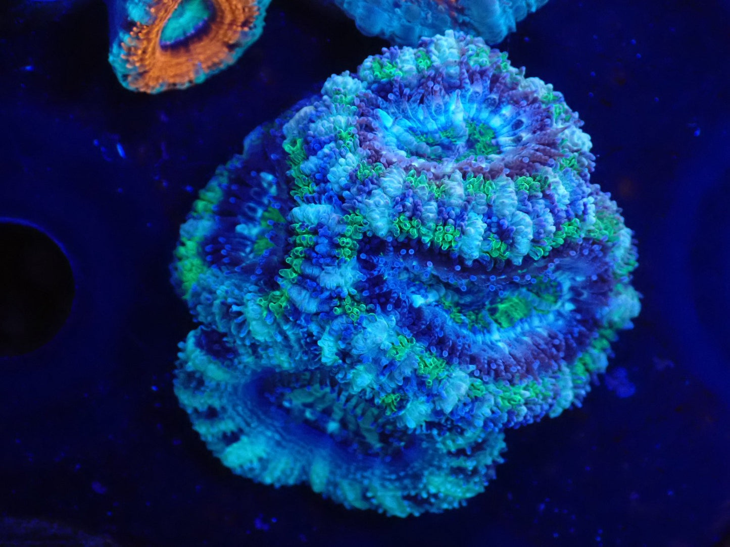 オーストラリア産カクオオトゲキクメイシフラグ06