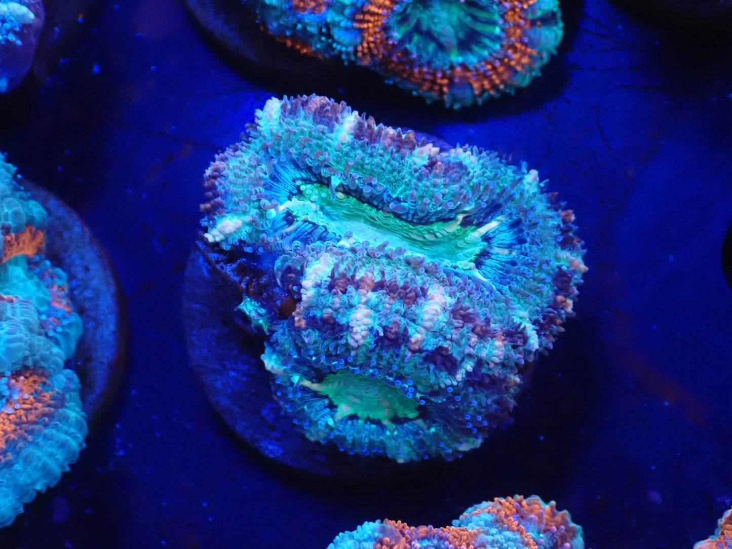 オーストラリア産カクオオトゲキクメイシフラグ08