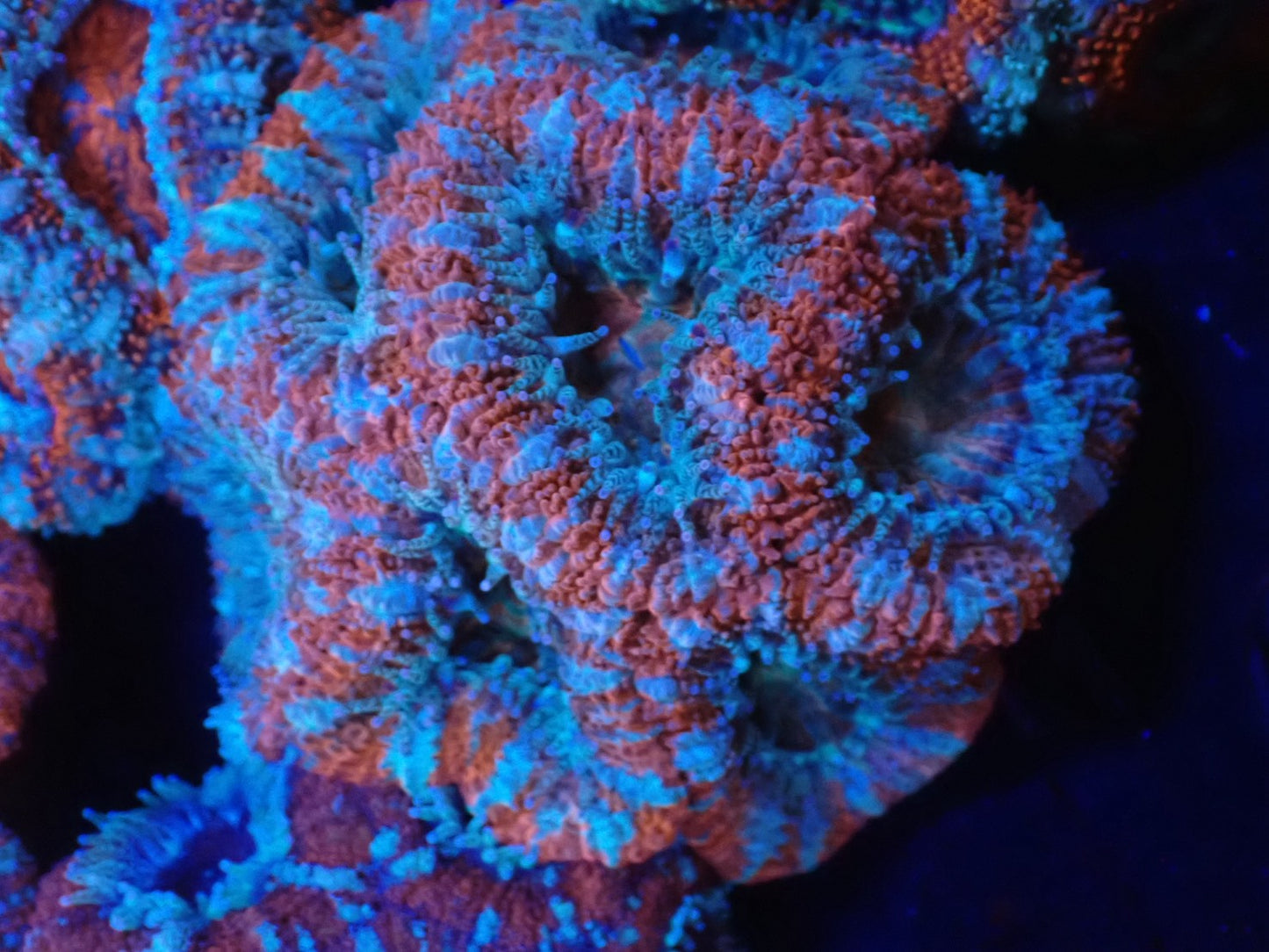 オーストラリア産カクオオトゲキクメイシフラグ09