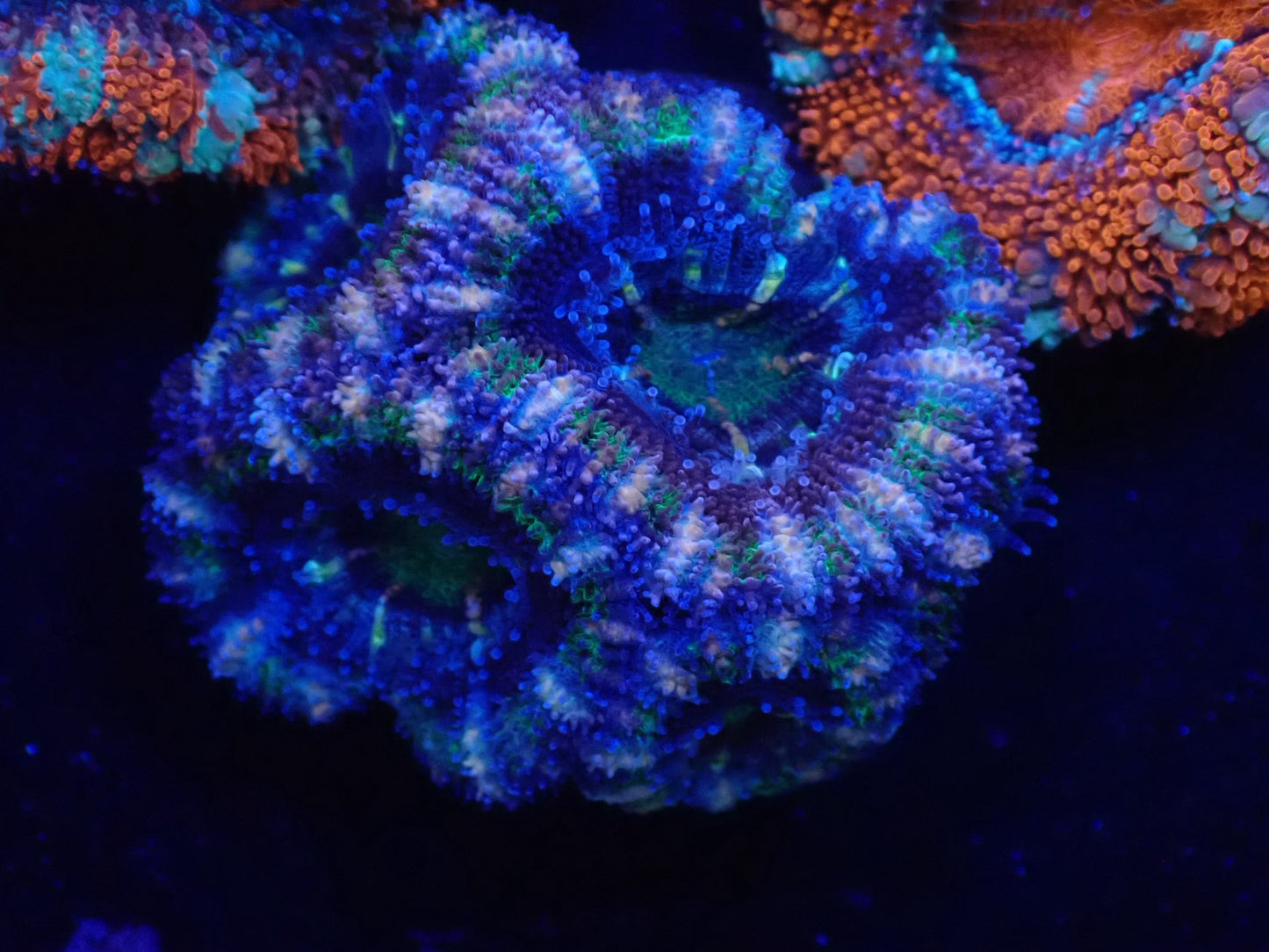 オーストラリア産カクオオトゲキクメイシフラグ010