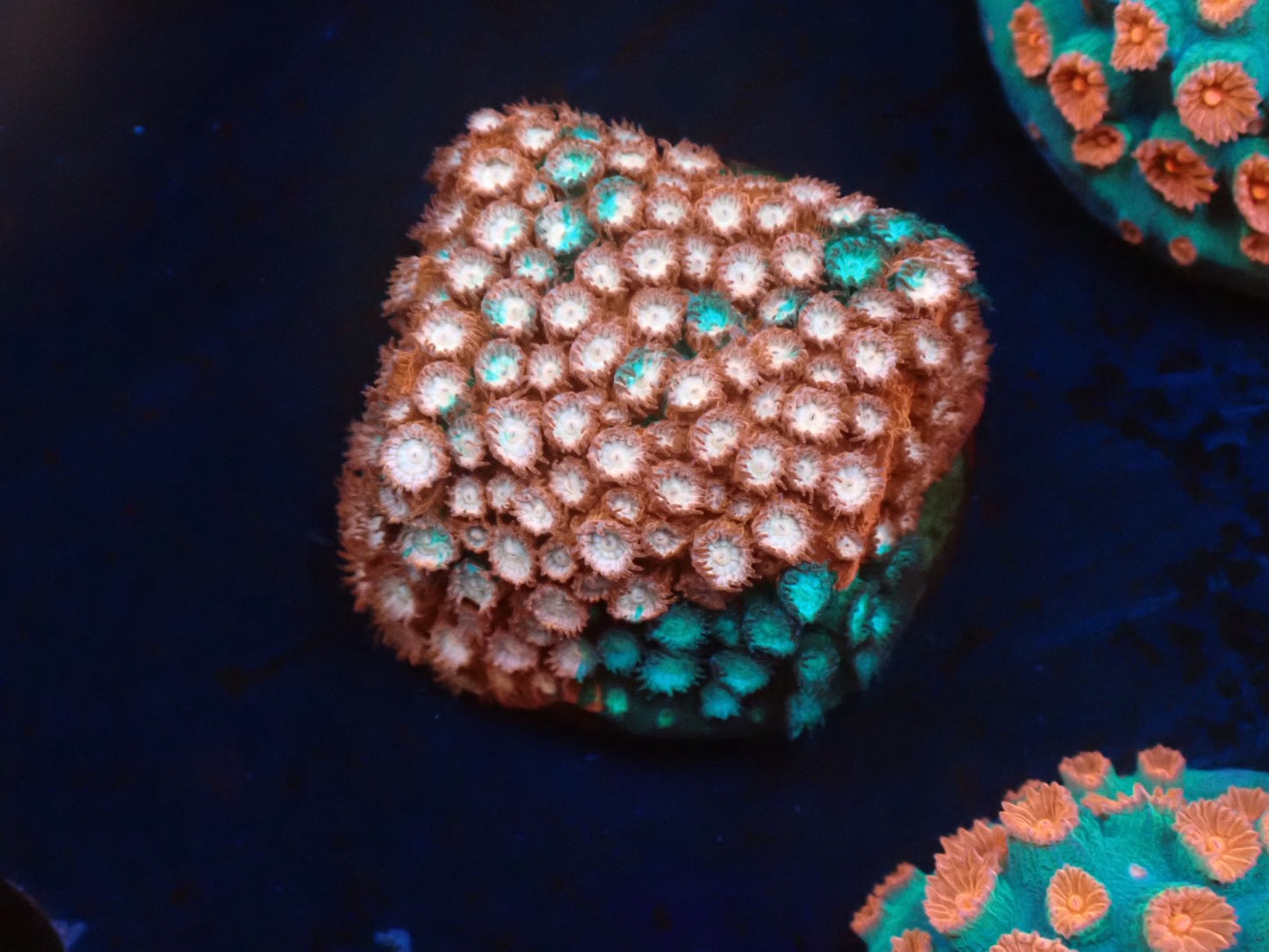 お得フラグ3個体セット