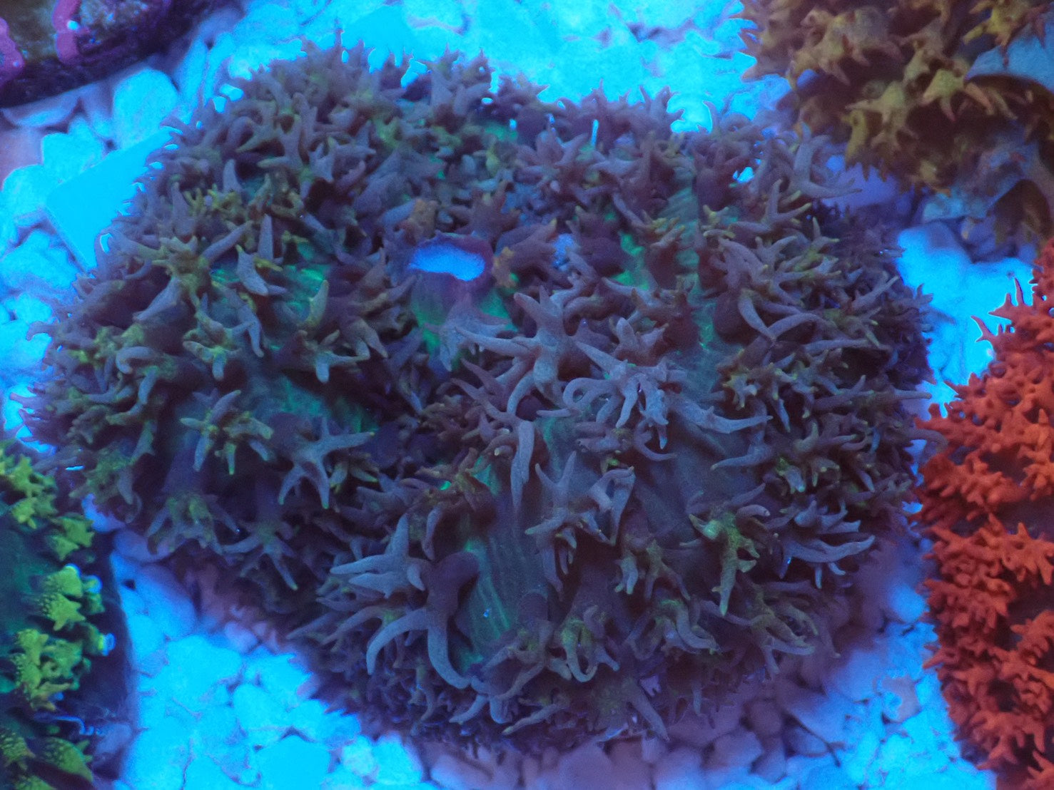 St.Thomas Disc Coral② – FISH UP