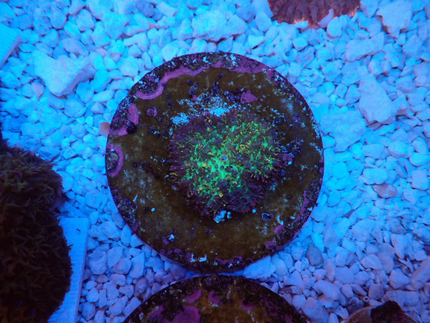 Magic carpet mushroom②