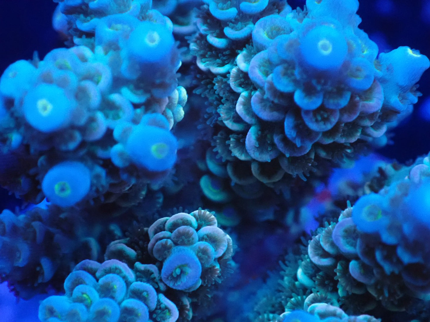 インドネシア産ブリードミドリイシ⑨