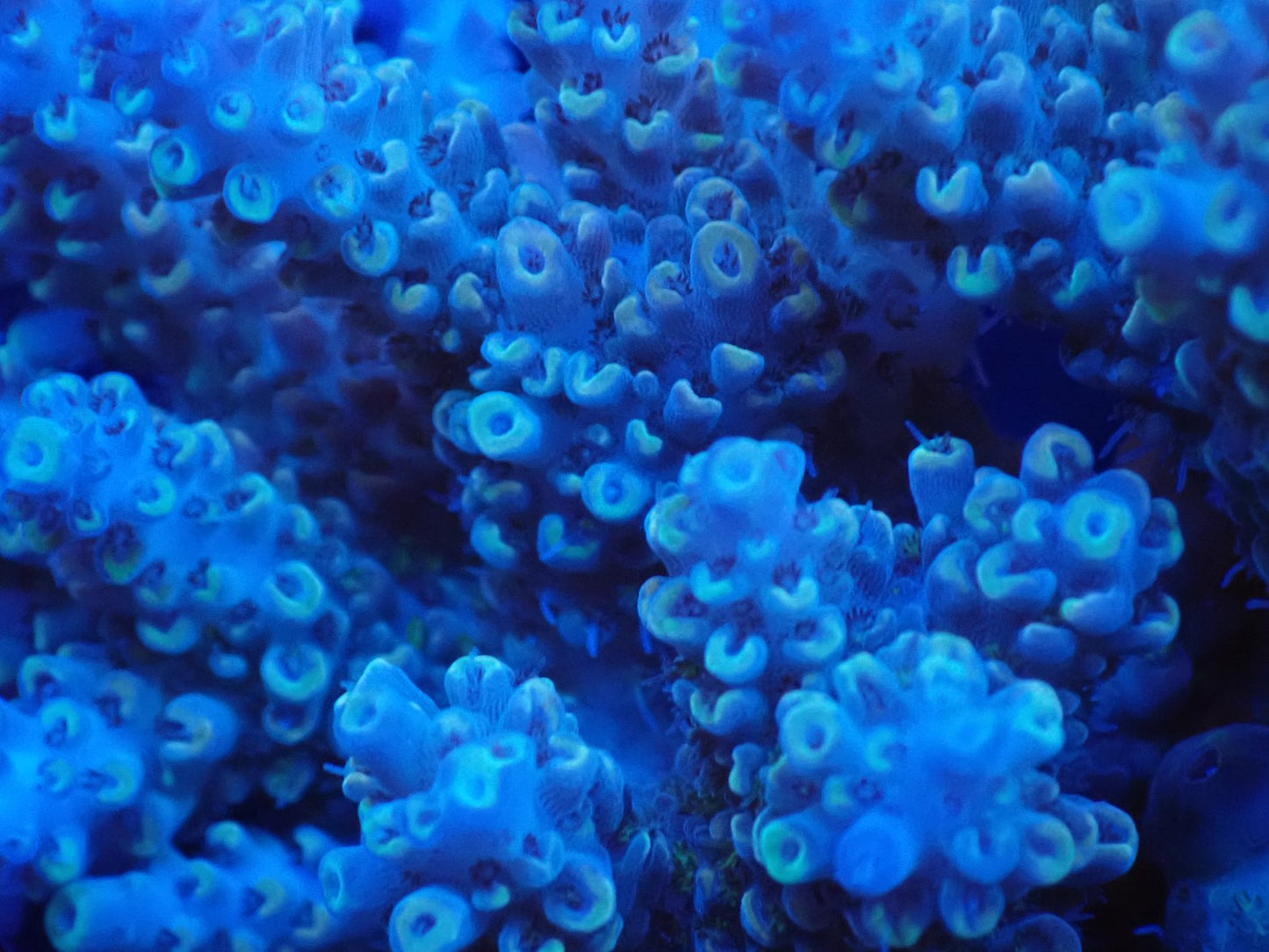 インドネシア産ブリードミドリイシ⑧