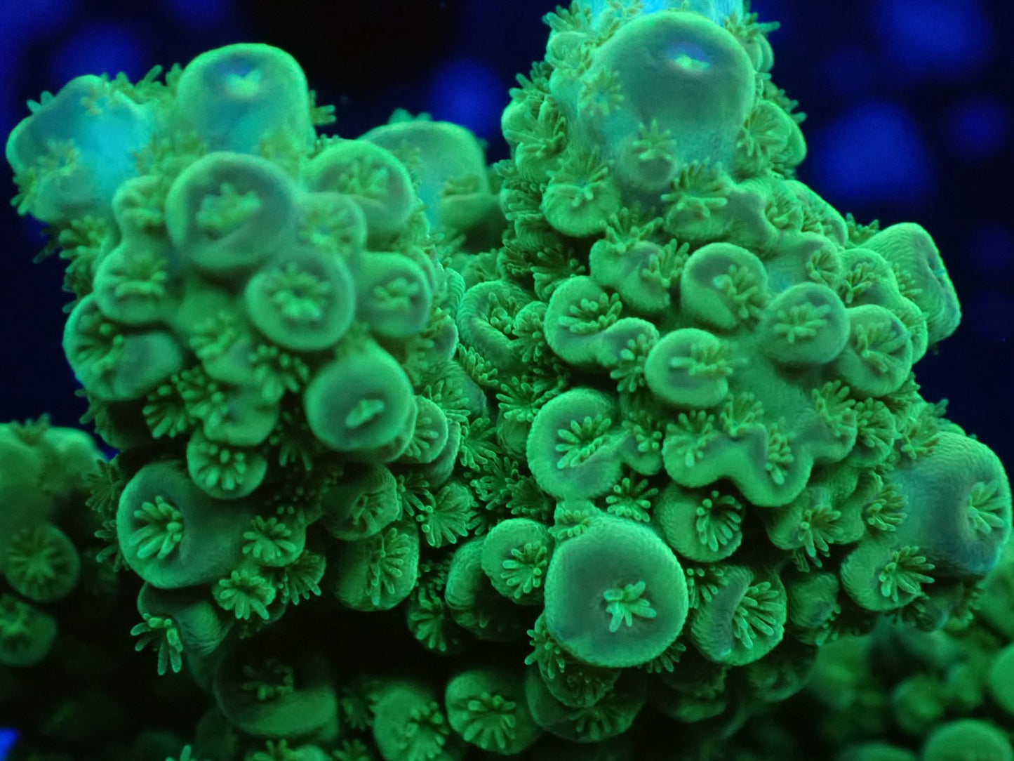 インドネシア産ブリードミドリイシ⑦