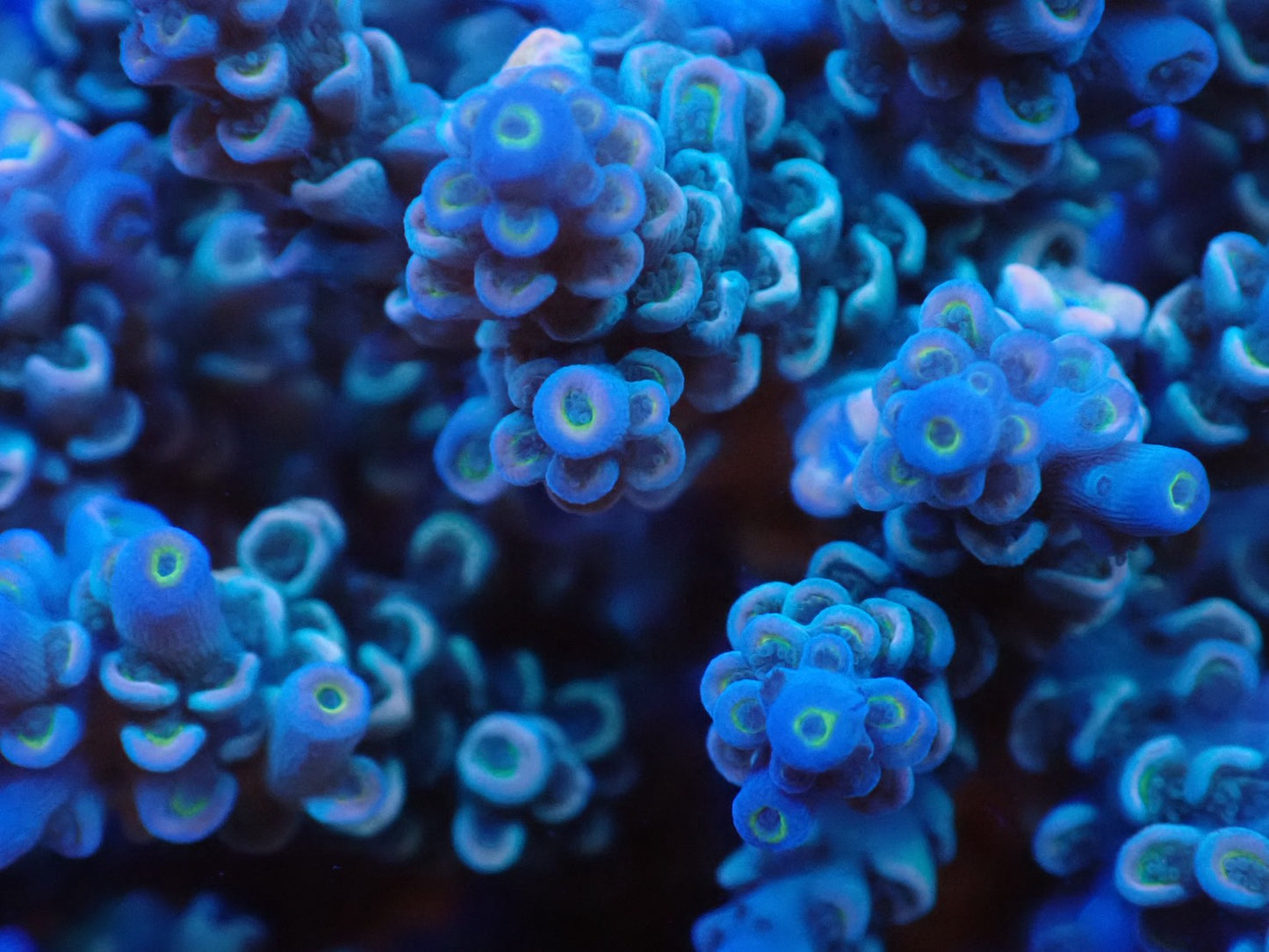 インドネシア産ブリードミドリイシ④