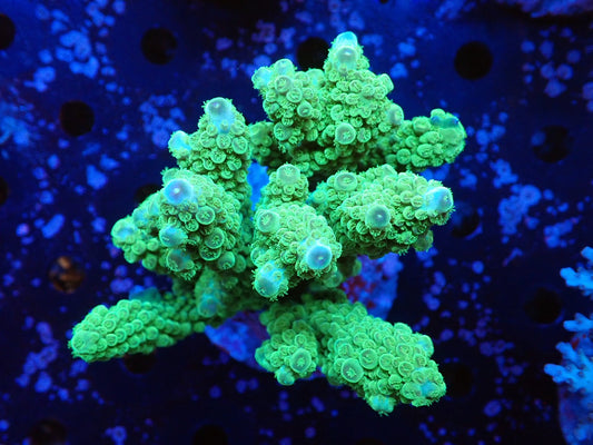 インドネシア産ブリードミドリイシ⑦