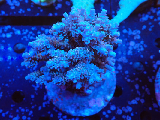 インドネシア産ブリードミドリイシ③