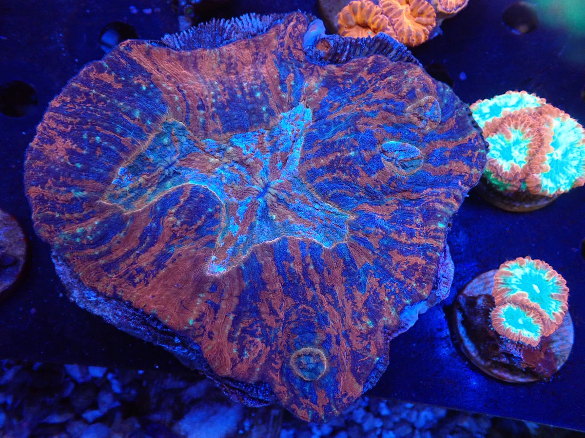 Scolymia vitiensis