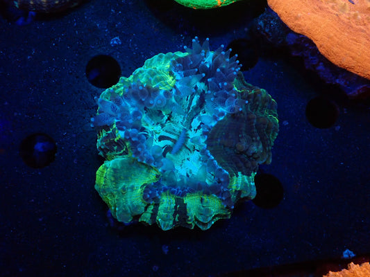 アザミハナガタ②