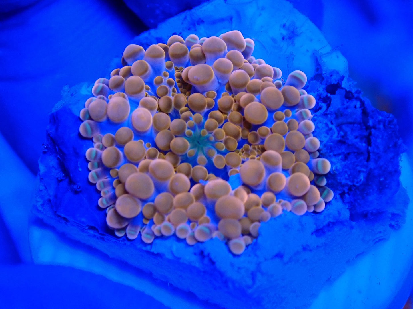 バブルディスクコーラル