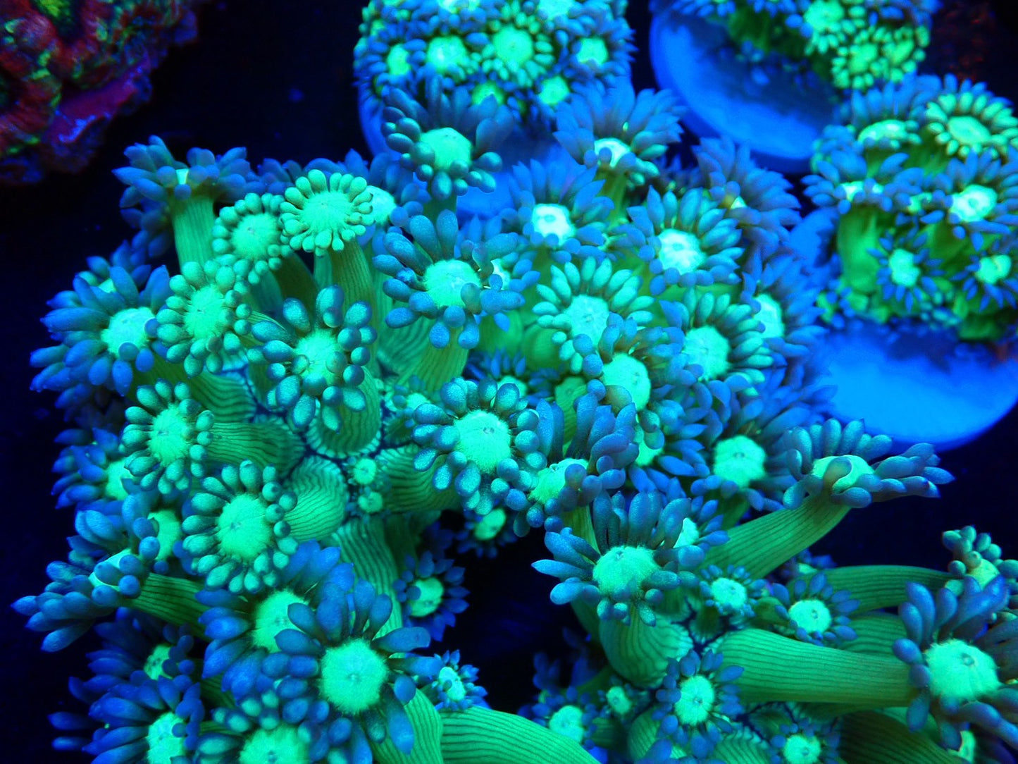 グラフテッドハナガササンゴ