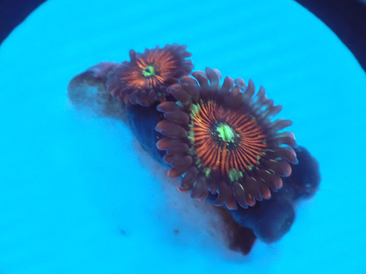 店長ブリードマメスナ・Zombie Eye045