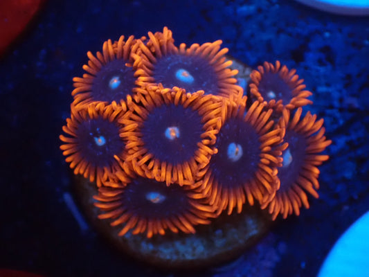 店長ブリードマメスナ・Fire and Ice 01