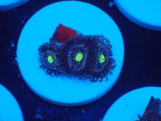 店長ブリードマメスナ・Blue Lagoon 076