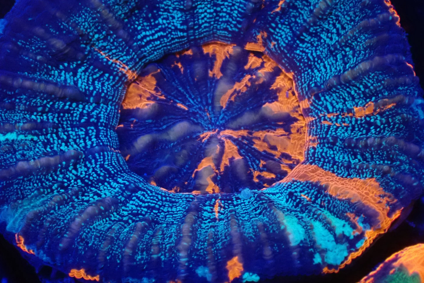 スコリミア(War Paint)