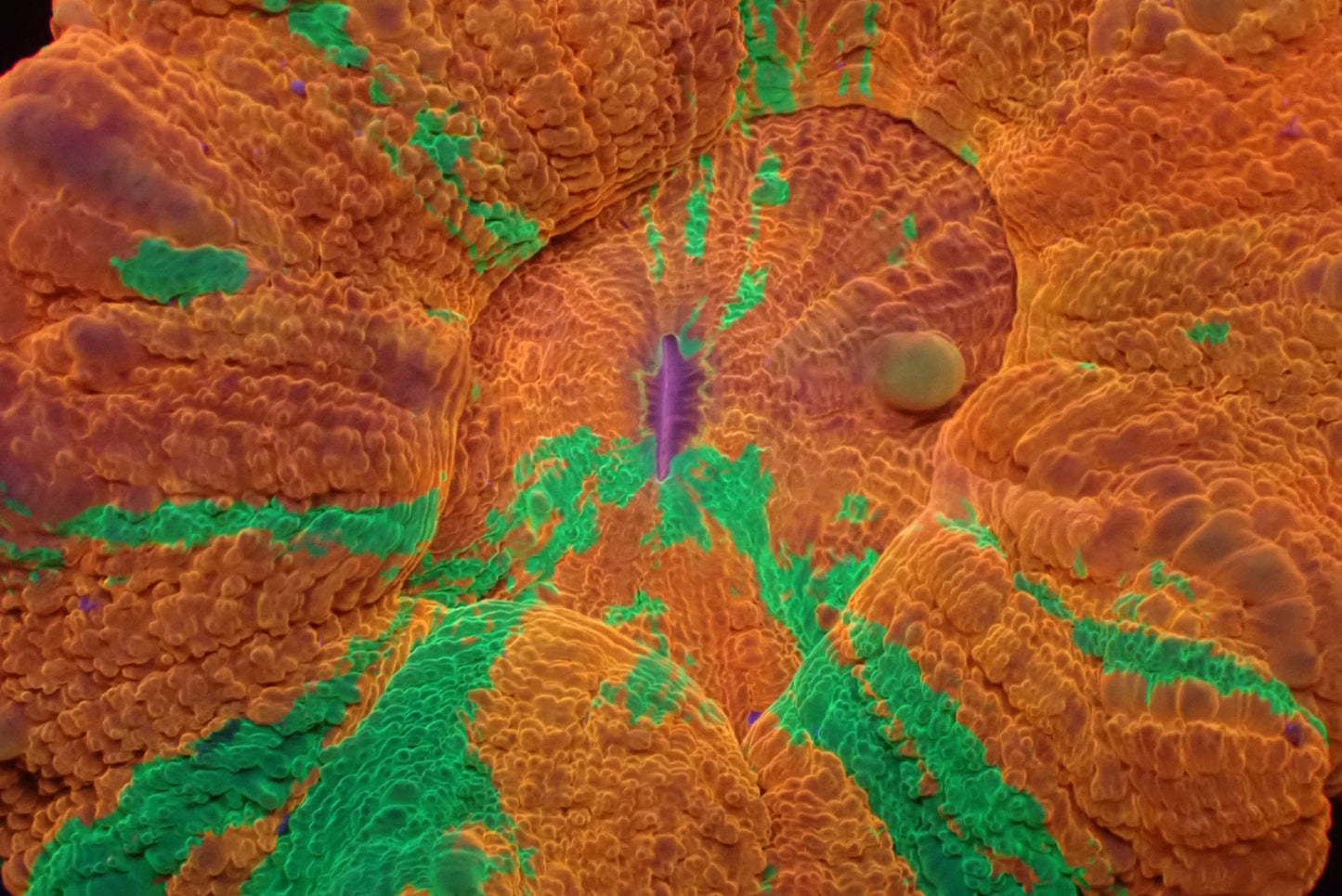 スコリミア(Bleeding apple)