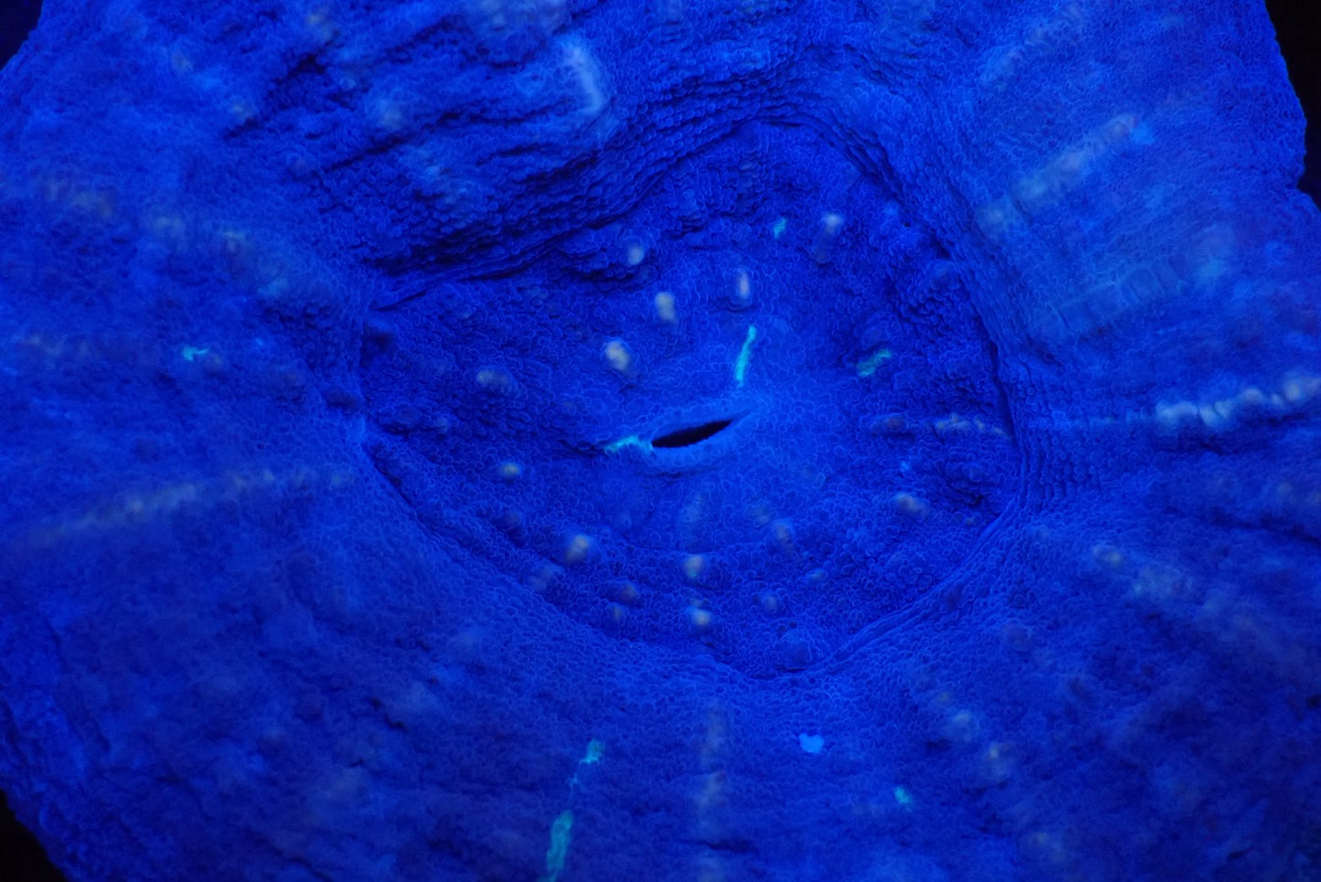 スコリミア(Blue)