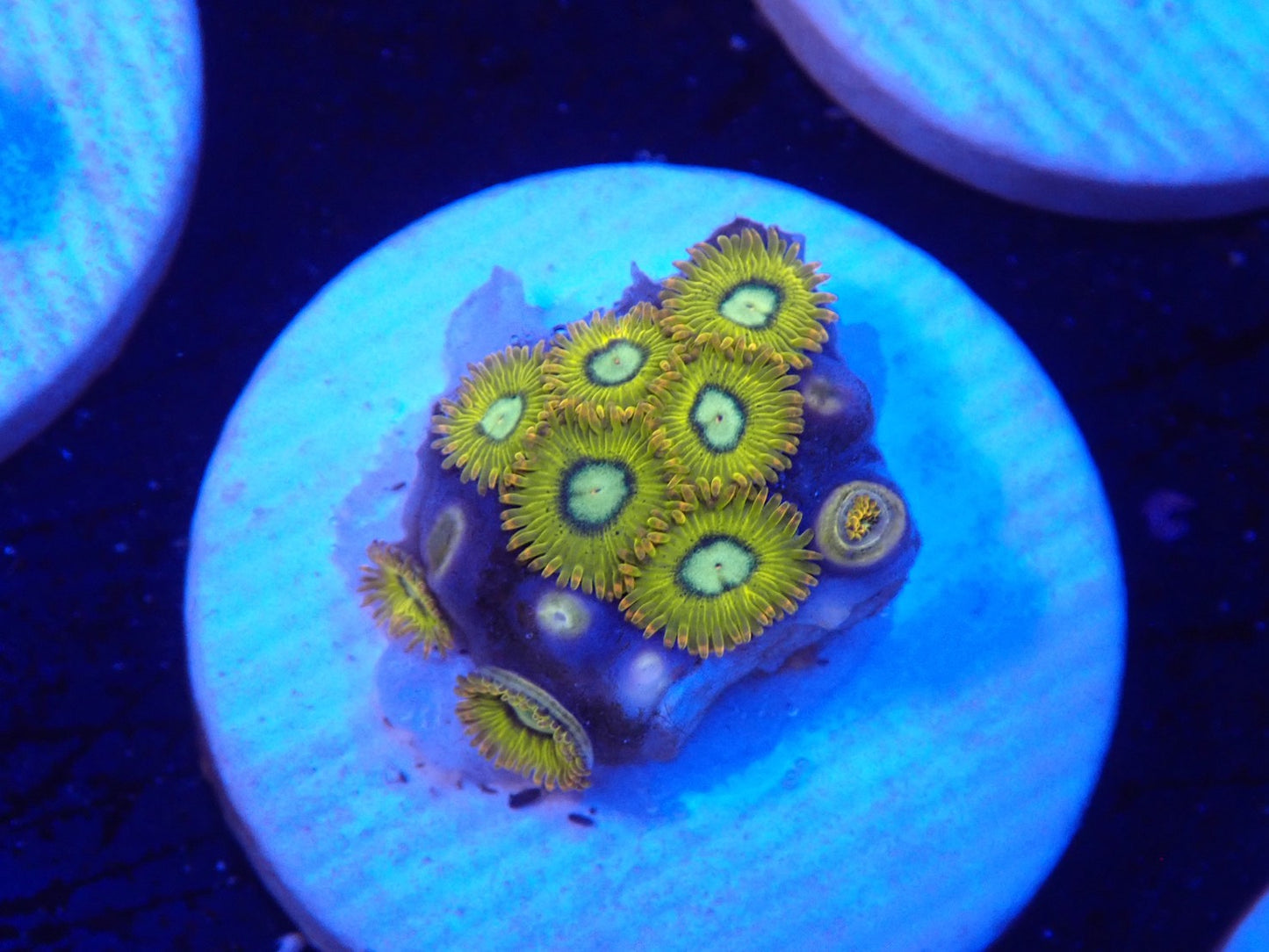 店長ブリードマメスナ・Pikachu082