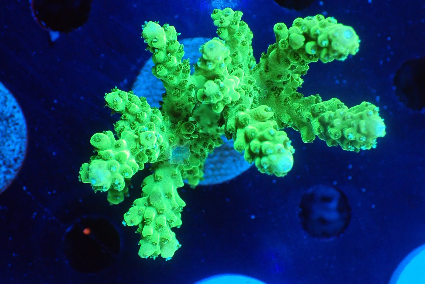 ミドリイシフラグ01