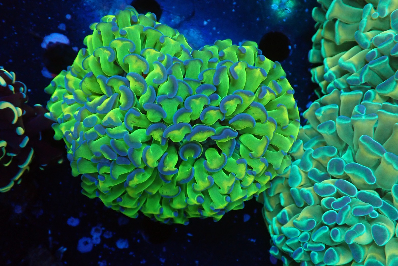 ナガレハナサンゴultragrade05 – FISH UP