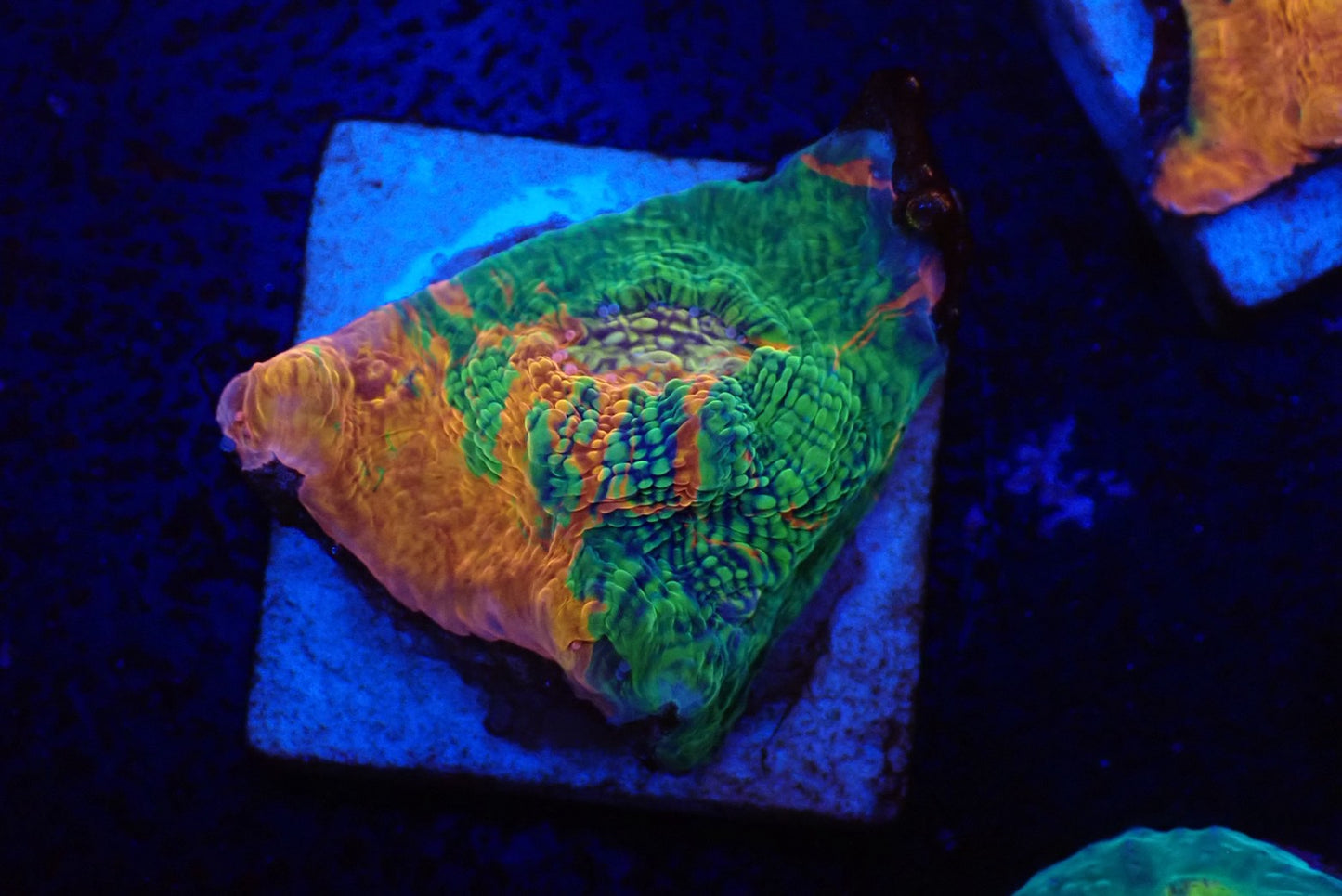 Deep Sea Echinophyllia05