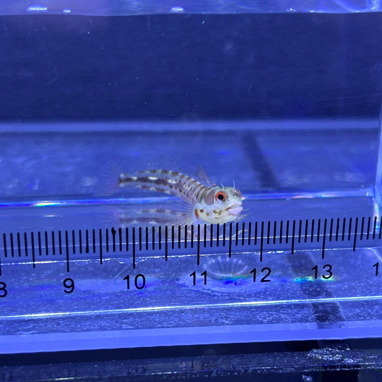 パナミックバーナクルブレニー