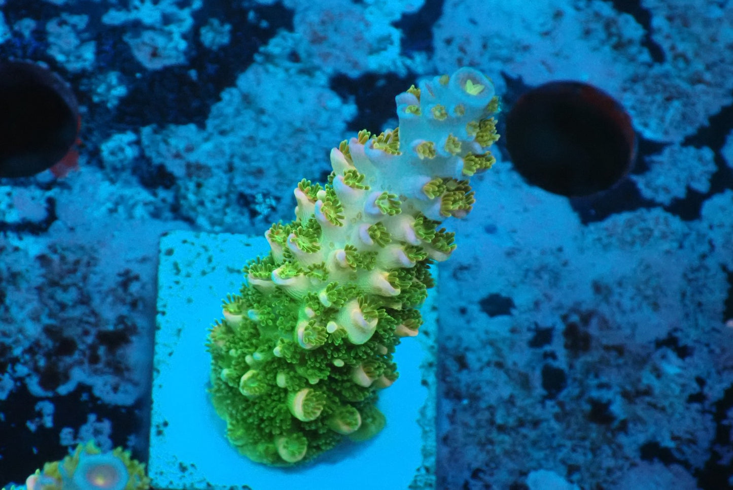 ヤスリミドリイシ