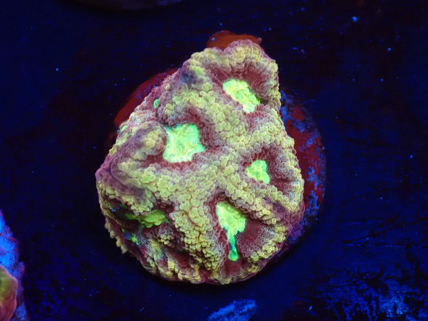 店長ブリード サムライファビア