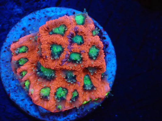 店長ブリード 希少AUSキクメイシ