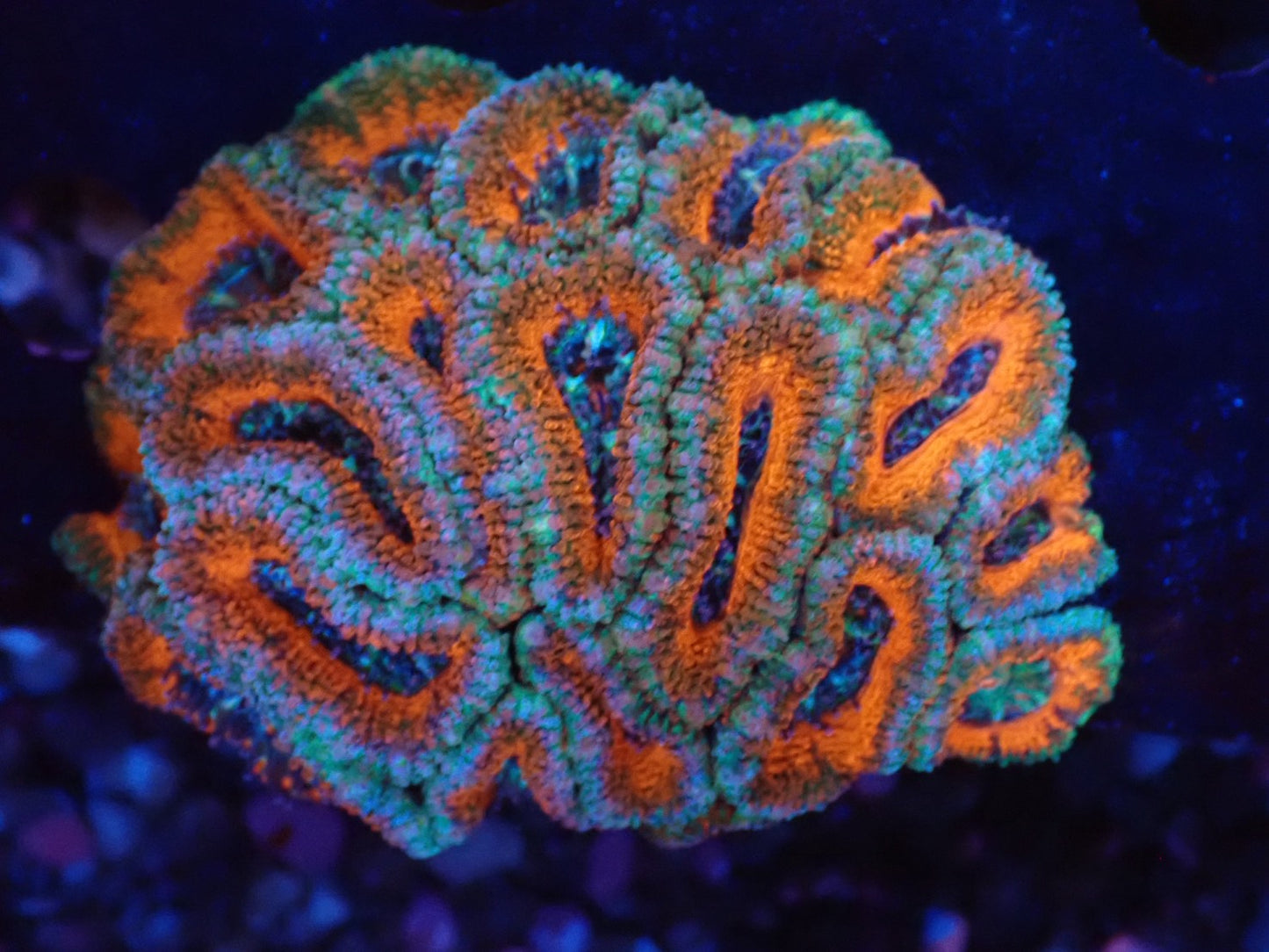 オーストラリア産カクオオトゲキクメイシ018