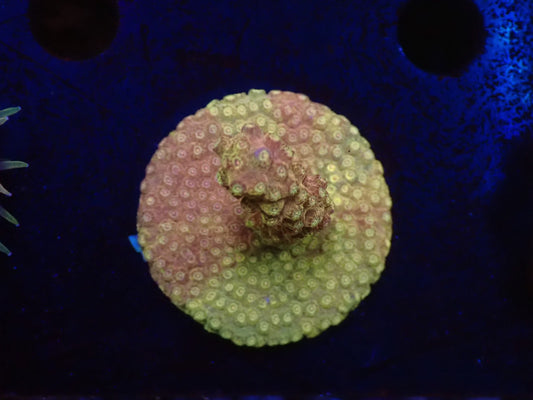 フカトゲキクメイシツートン