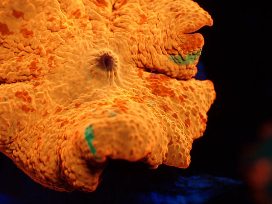 Jaw breaker 3color 01