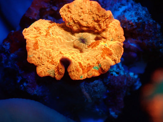 Jaw breaker 3color 03