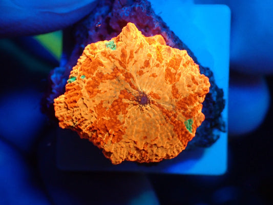 Jaw breaker 3color 04