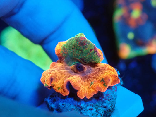 Jaw breaker 3color 05