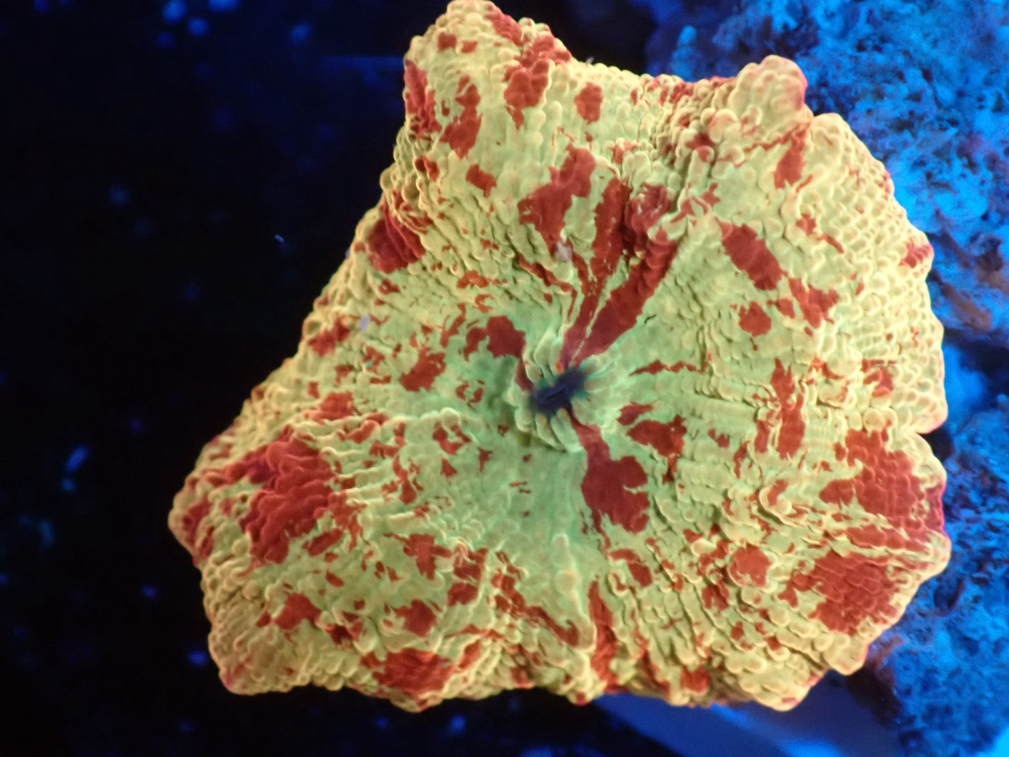 Jaw breaker 2color 08