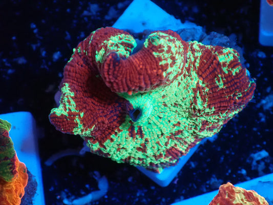 Jaw breaker 2color 010