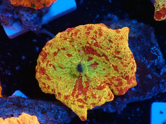 Jaw breaker 2color 011