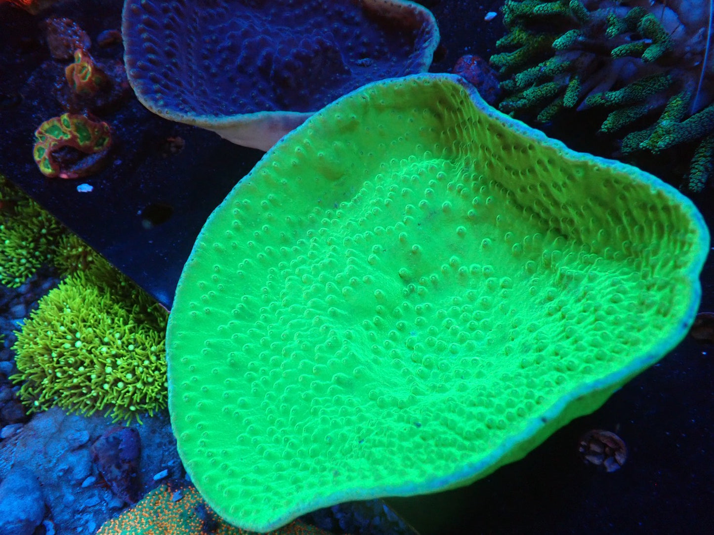 スリバチサンゴ①