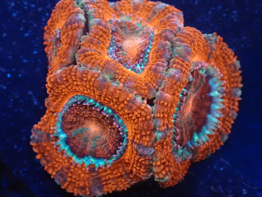 オーストラリア産カクオオトゲキクメイシ02