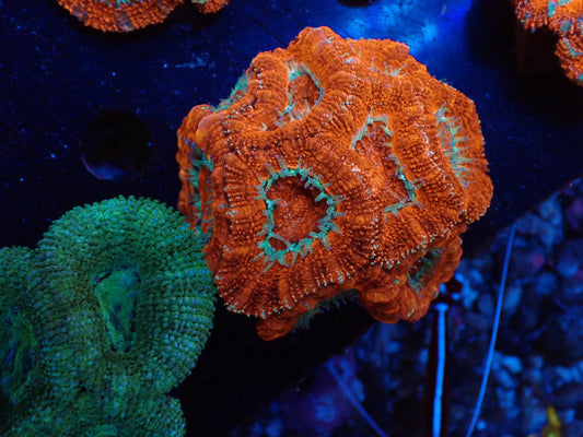 オーストラリア産カクオオトゲキクメイシ05