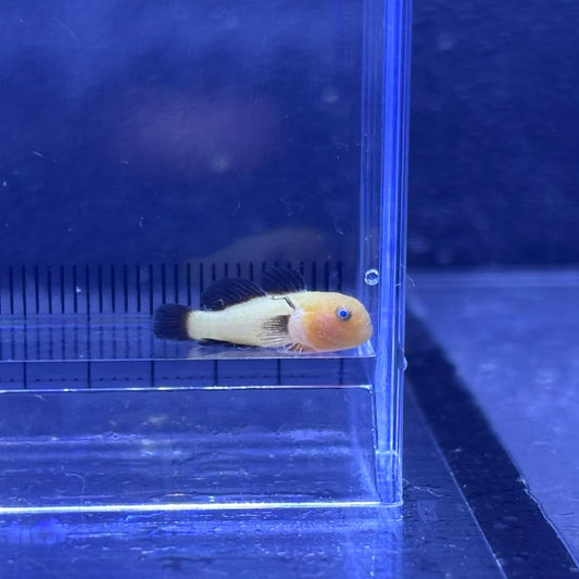 パンダダルマハゼ