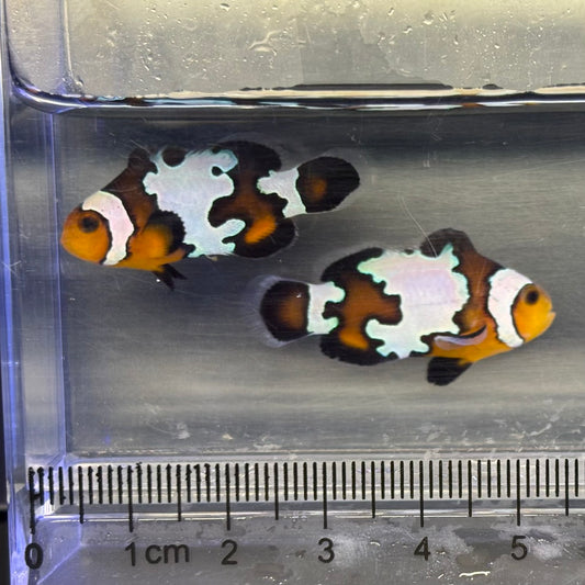 Black Ice snowflake Clownfish