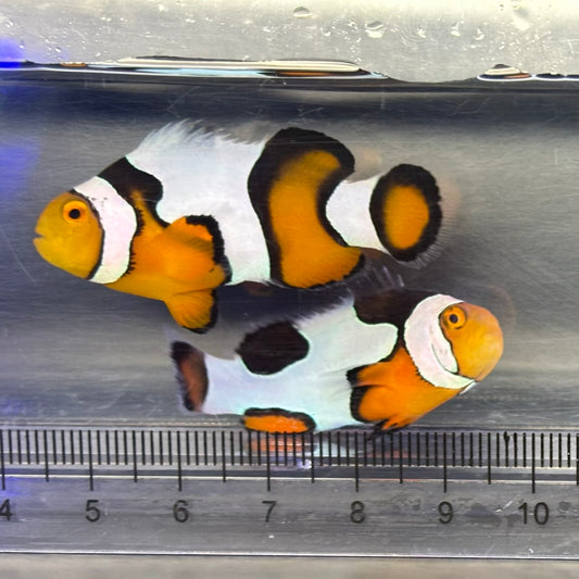 Black Picasso Clownfish
