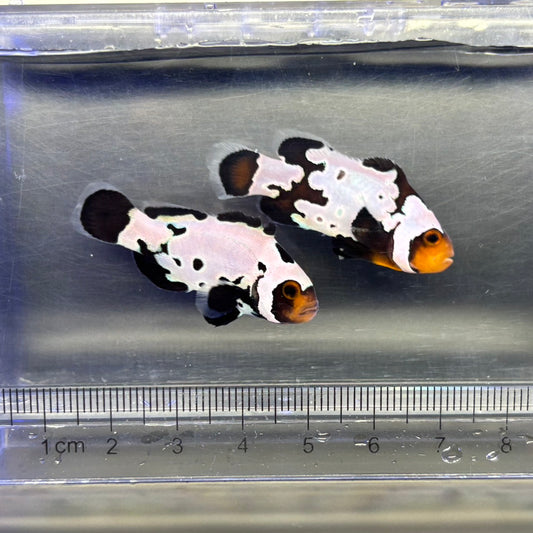 Black snowflake Clownfish