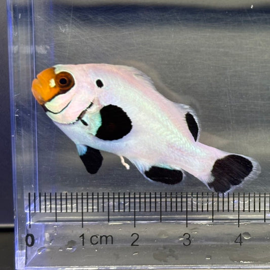 Wyoming White Clownfish