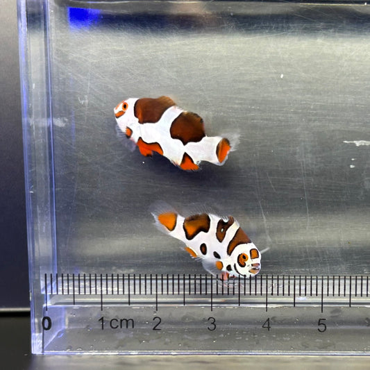 Picasso Storm Clownfish